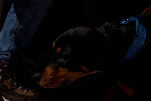 istock american rottweiler, dangerous dogs pet 1758463932
