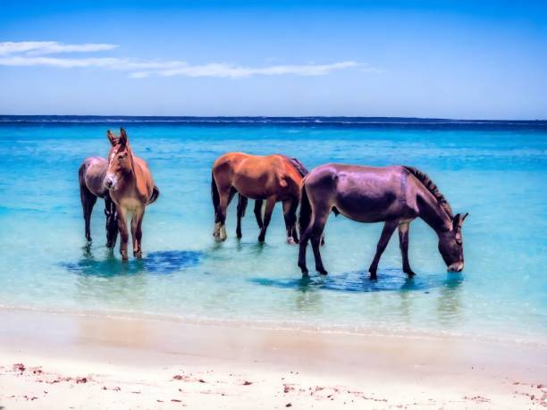 Horses stock photo