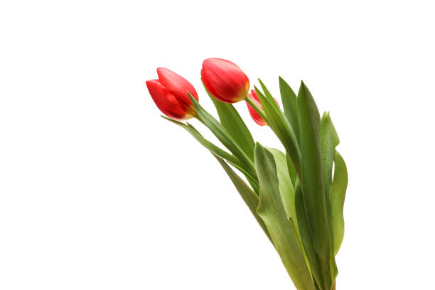 istock Red tulips isolated on a white background with copy space. 1758464508