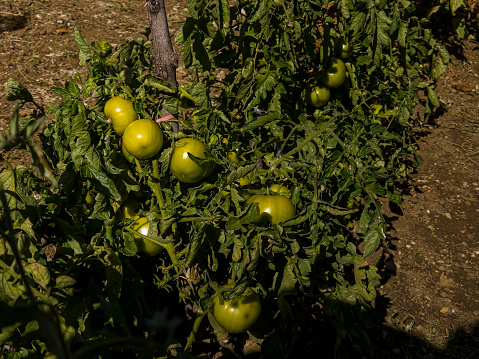 Tomatoes that have not yet matured on their branches. Agriculture, farming, sustainable life. Tomato garden