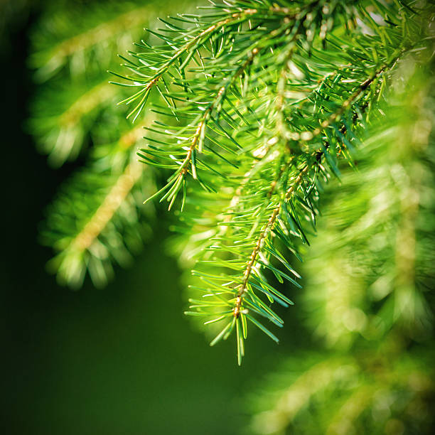 istock Branch of fir-tree 175846800