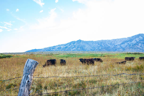 Cows, one with long horns, looking at the camera in the eastern sierra nevada mountains in Lone Pine, California