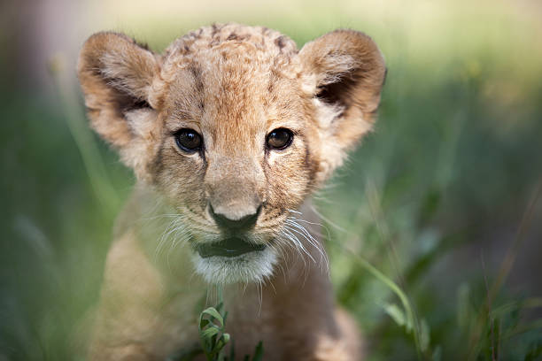 istock Little lion cub looking in the camera 175846910