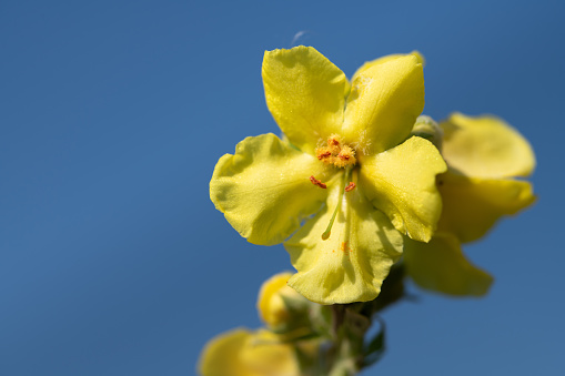 Close-up of the single yellow flower of a mullein still attached to the plant. In the background blue sky with space for text