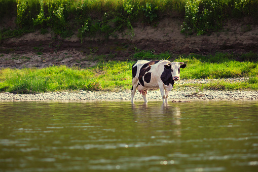 Cow grazes on bank of beautiful river.