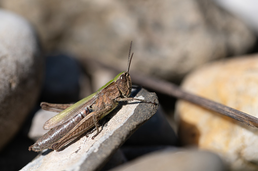 Close-up of a common grasshopper resting on a pebble. In the background there are stones and a dry stalk. There is space for text