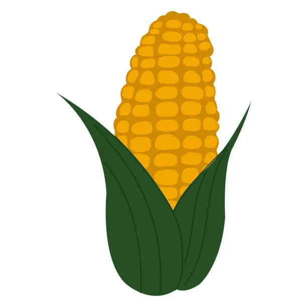 Vector illustration of Simple cartoon style yellow corn. Golden maize harvest concept.