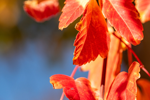 A close up view of branches of red autumn leaves hanging from a tree in the high elevations of the Colorado Rockies near Telluride.