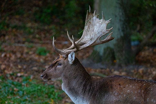 A scenic image of a red deer stag in  woodland