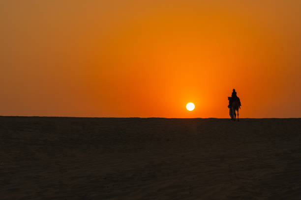 Camel Caravan at Sunset in the Doha Desert Photo, Doha Qatar