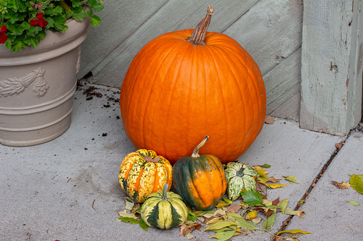 This image shows a close up texture background of a group of colorful autumn gourds, squash and a pumpkin on a sidewalk.