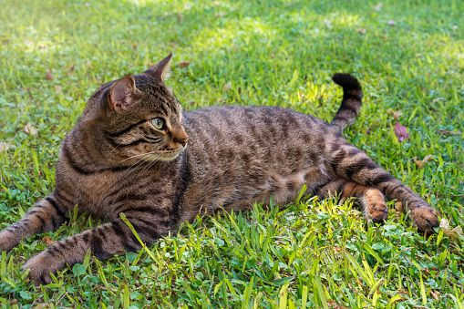 Cute domestic tabby cat at park, lying down on the green grass and looking away.