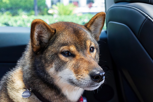 Cute young Shiba Inu dog is sitting in the back seat of the car and looking away. Dog travel by car. Calm clever Shiba Inu dog enjoying road trip.