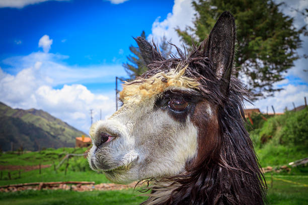 istock portrait of spitting llama 175852936