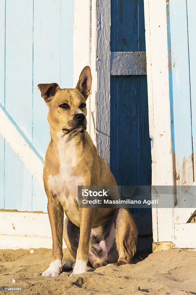 Stray Hund am Strand - Lizenzfrei Hund Stock-Foto