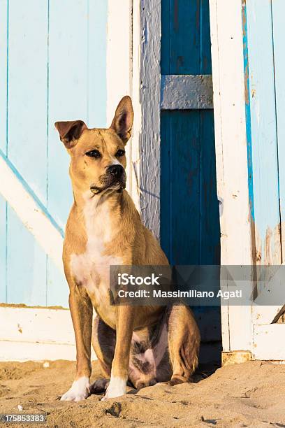 Stray Hund Am Strand Stockfoto und mehr Bilder von Hund - Hund, Strandhütte, Domestizierte Tiere