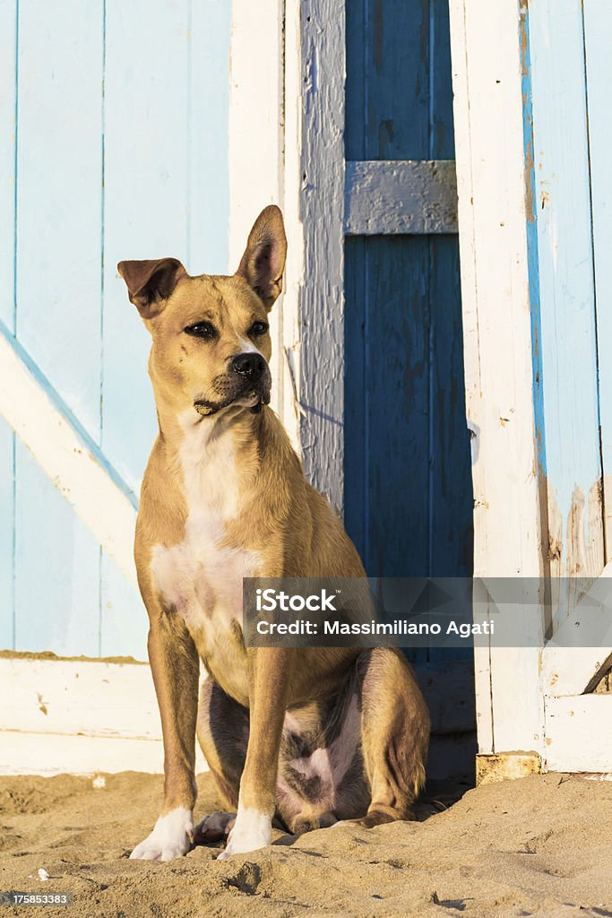 Perro callejero en la arena - Foto de stock de Caseta de playa libre de derechos