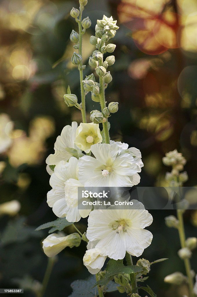Zarte weiße Gladiole mit bokeh - Lizenzfrei Baumblüte Stock-Foto