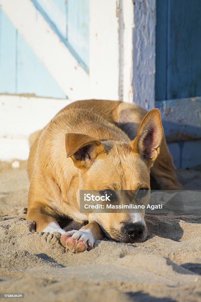 Chien errant sur le sable - Photo de Affectueux libre de droits