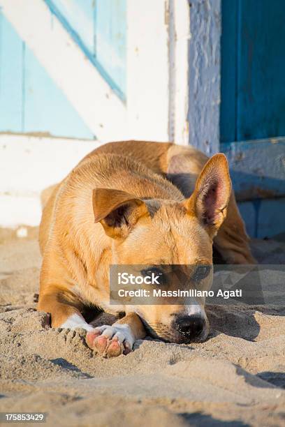 Photo libre de droit de Chien Errant Sur Le Sable banque d'images et plus d'images libres de droit de Affectueux - Affectueux, Amitié, Amour