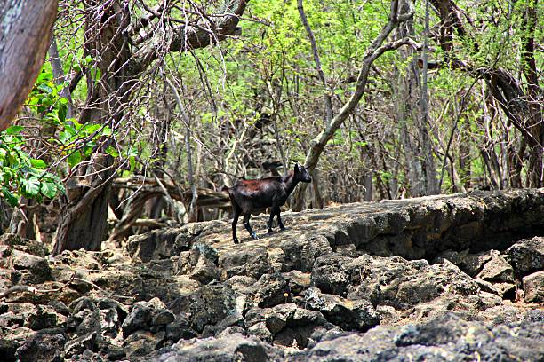 istock Baby Maui Goat 175853462