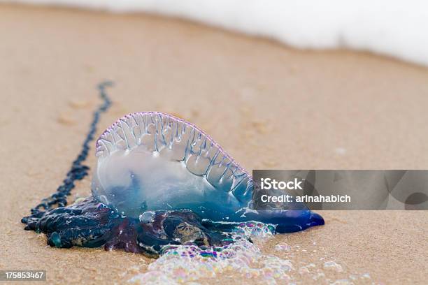 Jellyfish Stock Photo - Download Image Now - Portuguese Man O' War, Jellyfish, Beach