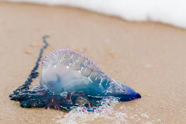 Portuguese Man O War Jellyfish on the beach of South padre, TX.