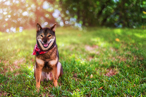 Cute young Shiba Inu dog sitting on green grass in park and looking with attention at camera. Purebred Shiba Inu dog walking in a summer meadow.