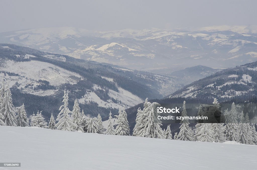 Bosque de invierno - Foto de stock de Abeto libre de derechos