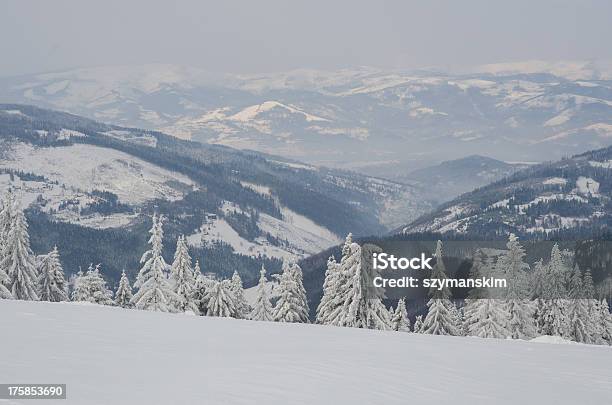 Winter Foresta - Fotografie stock e altre immagini di Abete - Abete, Ambientazione esterna, Ambientazione tranquilla