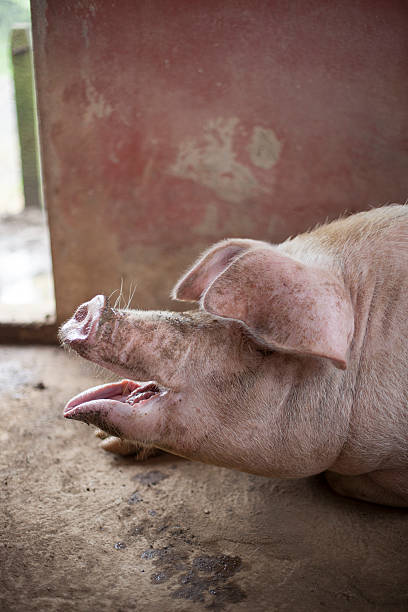 istock Close-up profile of pig snout and ears 175853902