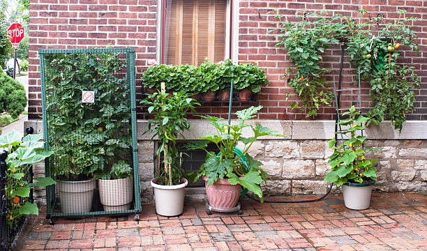 Urban Court Vegetable Garden Vegetable container gardening with tomatoes, peppers, zucchini and cucumbers in court yard of urban setting. tomato cages stock pictures, royalty-free photos & images