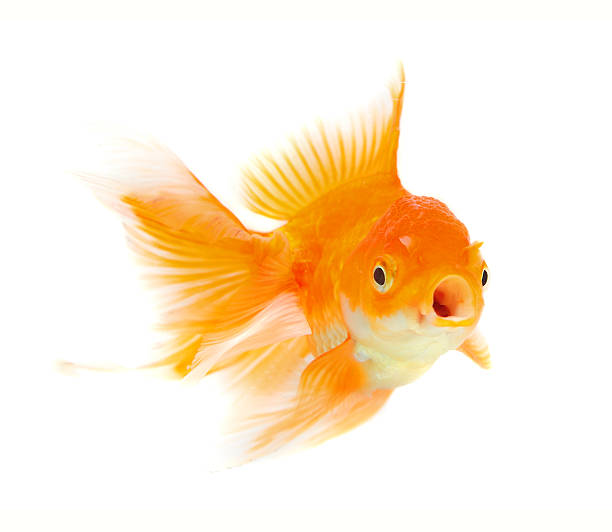 istock Gold fish. Isolation on the white 175854141