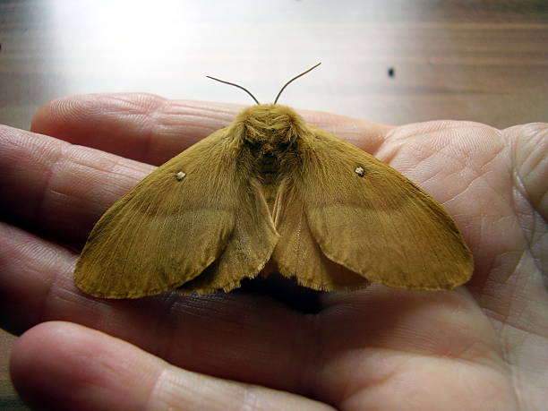 istock Lasiocampa quercus moth 175854249