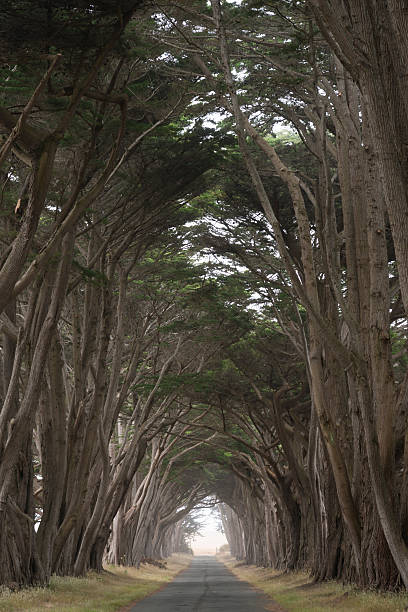 istock Road covered by a canopy of trees. 175854446