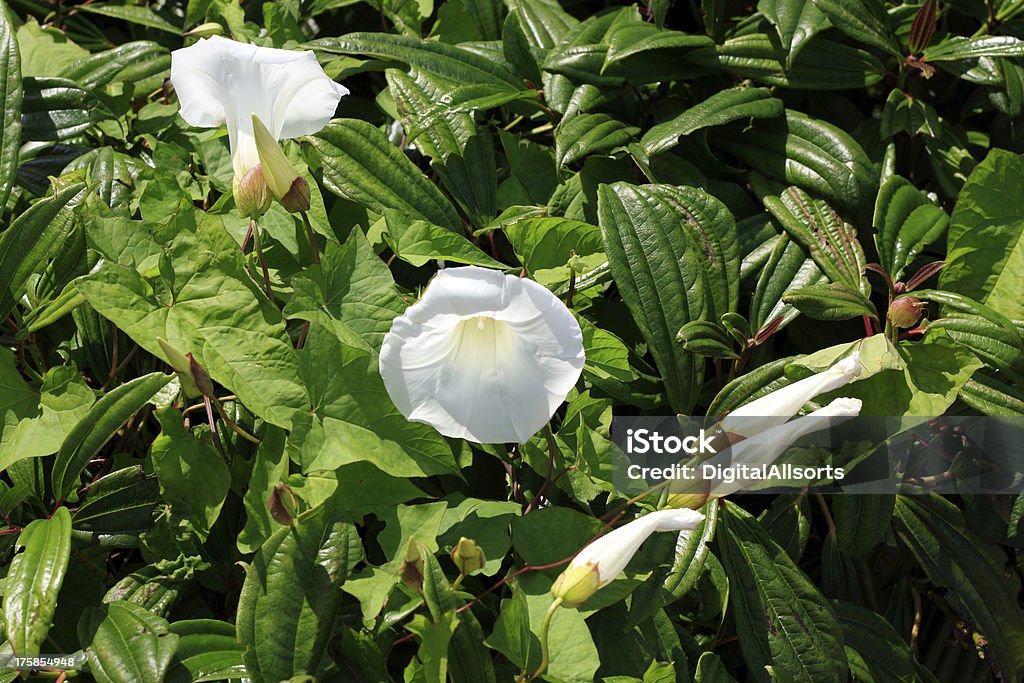 Convolvulus Arvensis - Bindweed Convolvulus Arvensis is a species of bindweed in the Morning Glory family Convolvulaceae. It is a climbing herbaceous perennial plant native to Europe and Asia. Although it produces attractive flowers, it is often unwelcome in gardens as a nuisance weed due to its rapid growth and choking of cultivated plants. Convolvulus Stock Photo