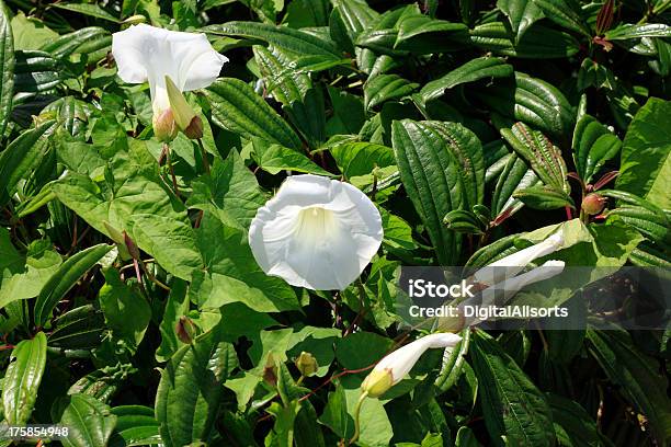 Convolvulus Arvensis Bindweed Stock Photo - Download Image Now - Convolvulus, Flower, Horizontal