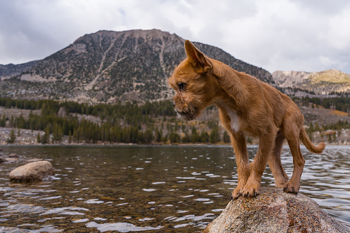 Small tan Puppy posing on rock in Rock Creek Lake in Bishop California in the Sierra Nevada Mountains.