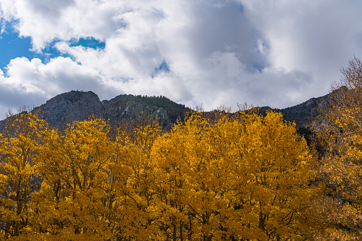 Forrest of Aspens turning a bright yellow rock creek, outside of bishop, california, in the eastern sierra nevada mountains.