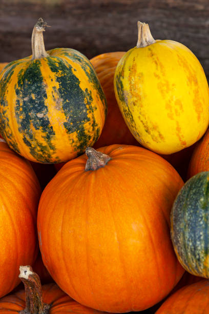 istock Several colorful pumpkins. Vertical photo. 1758554299