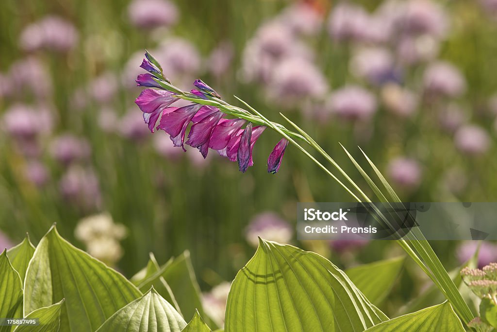 ワイルドグラジオラスの花 - グラジオラスのロイヤリティフリーストックフォト