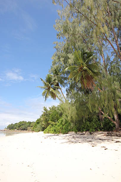 istock Coconut Palm Tree (Cocos nucifera) on a Tropical Island, Seychelles. 175857808