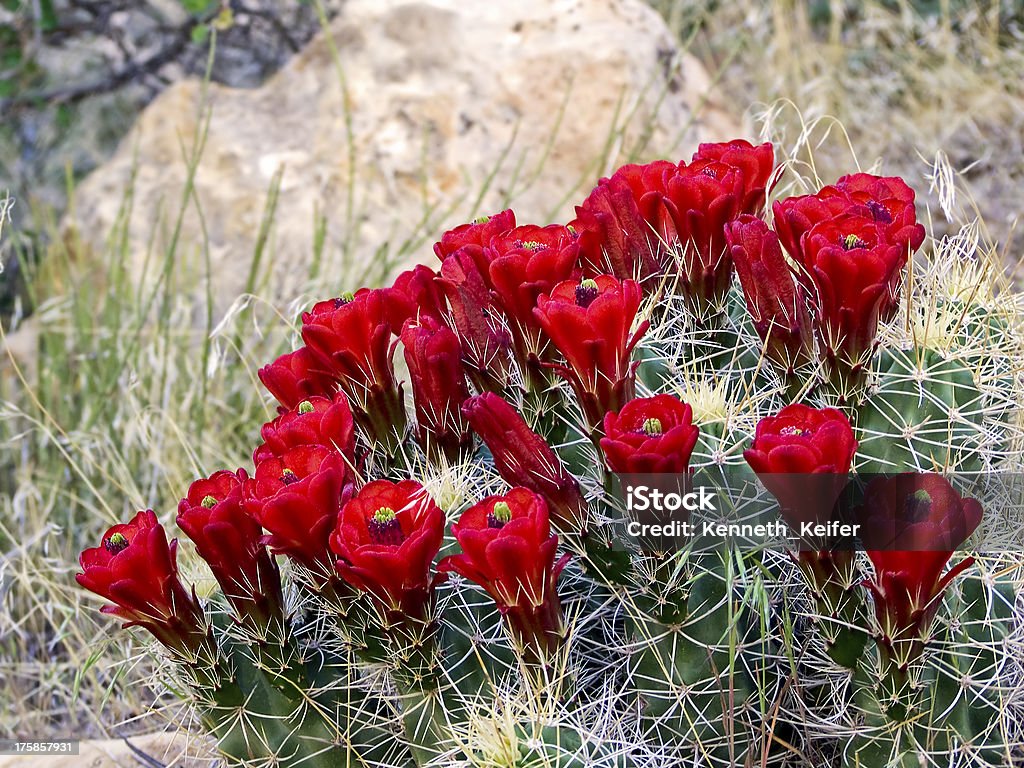 Cactus Clarert di fiori - Foto stock royalty-free di Affilato