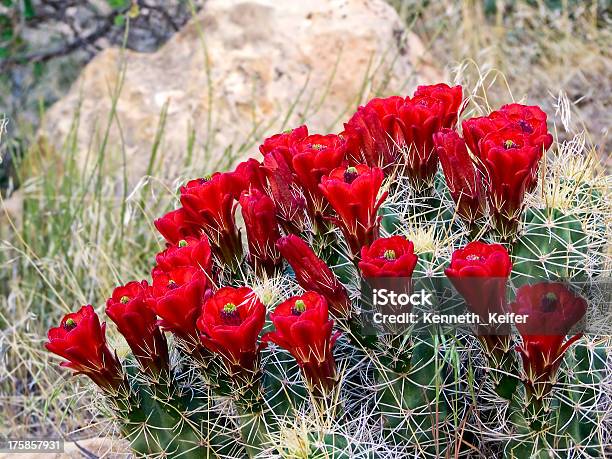 Clarert Cup Cactus Kwiaty - zdjęcia stockowe i więcej obrazów Bez ludzi - Bez ludzi, Bliski, Cierń