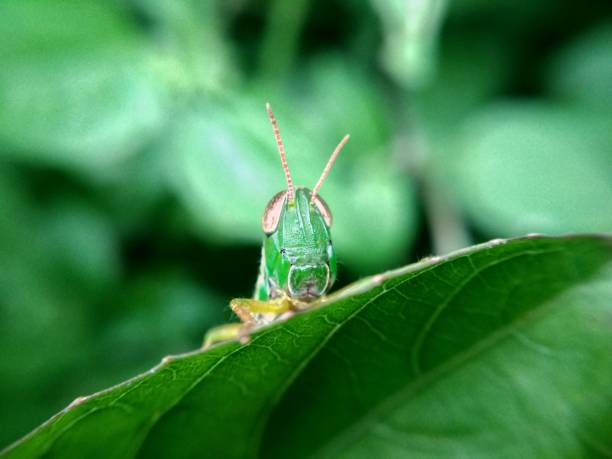 istock Golden Eye Green Grasshopper 1758593968