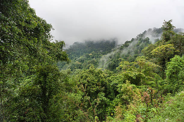 istock Virgin forest, western Arunachal Pradesh, India. 175859713