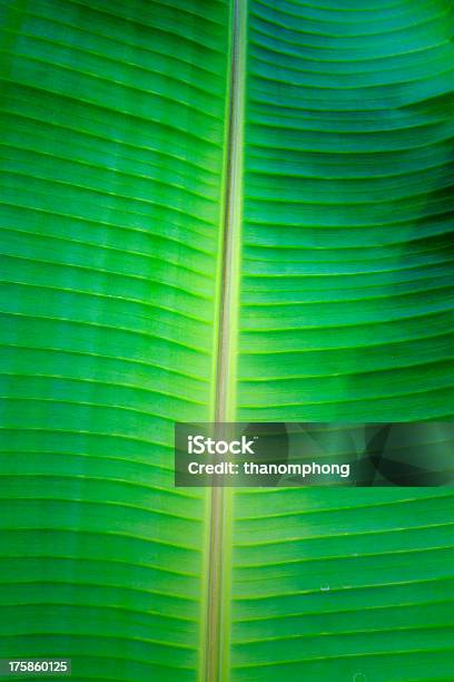Banana Leaf Close Up Stock Photo - Download Image Now - Abstract, Backgrounds, Banana Leaf