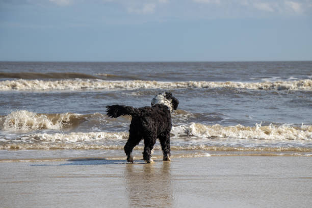 istock Dog standing on the shore looking at the ocean 1758605833