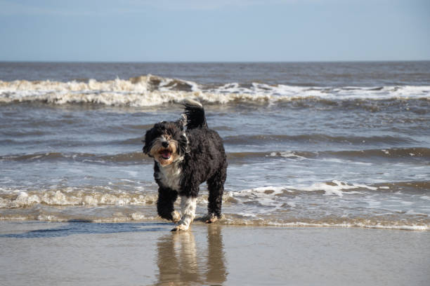 Black and white Portuguese Water Dog playing at the beach