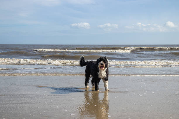 istock Dog standing in the sand at the beach 1758606632
